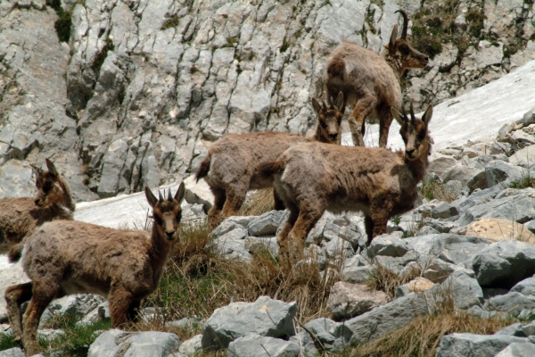 Camoscio d''Abruzzo Rupicapra pyrenaica ornata